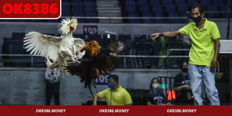 Luật đá gà miền Trung
